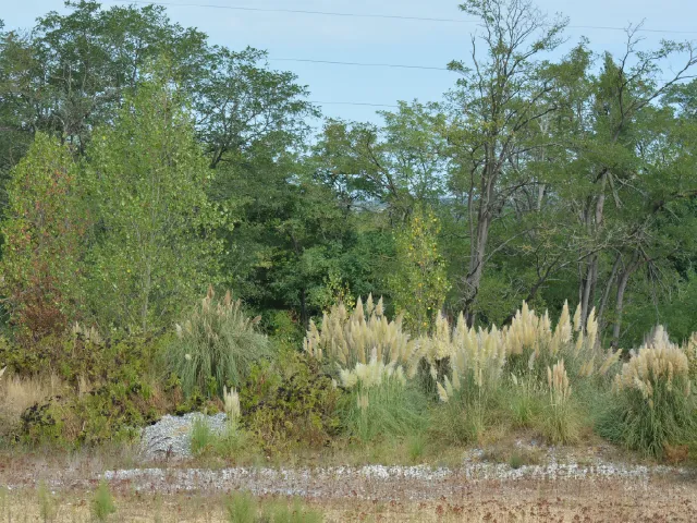 Cortaderia selloana